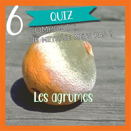 Vignette 2, jour 6 : orange au compost