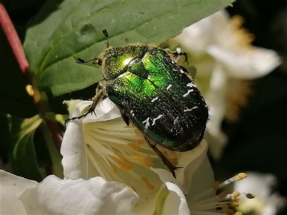 Cétoine doré : imago