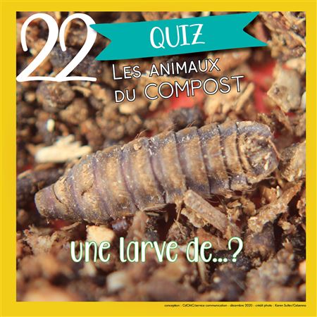 Vignette 2, jour 22 : larve