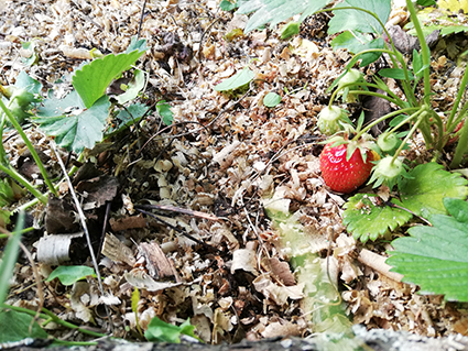 paillage fraisier