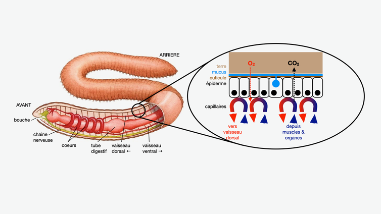 respiration ver de terre